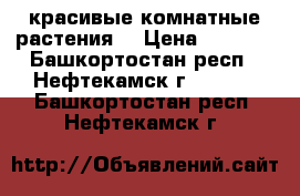 красивые комнатные растения  › Цена ­ 1 000 - Башкортостан респ., Нефтекамск г.  »    . Башкортостан респ.,Нефтекамск г.